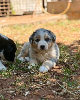Cuccioli pastore australiano