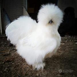 Galli e galline moroseta