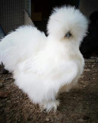 Galli e galline moroseta