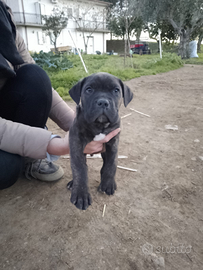 Cuccioli cane corso