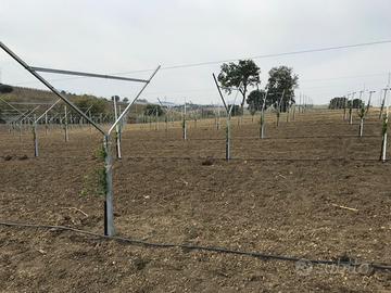 Pali frutteto, vigneto e molograno