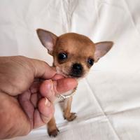 Pepe chihuahua 400 g