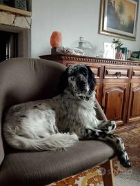 Setter inglese pronto per monta