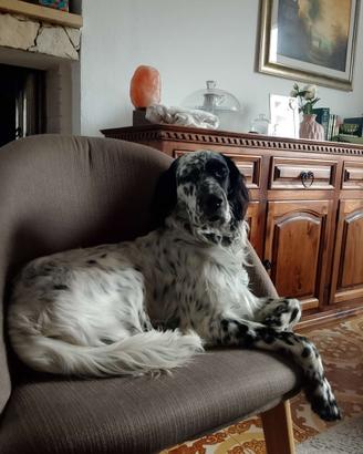 Setter inglese pronto per monta
