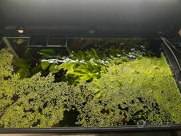 Lemna minor