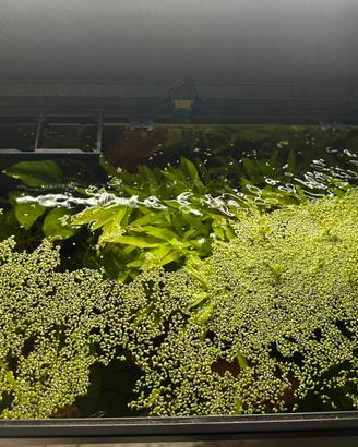 Lemna minor