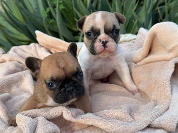 Cucciole bulldog francese