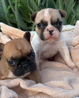 Cucciole bulldog francese
