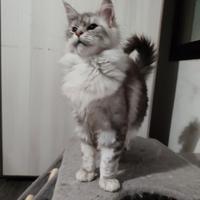 Ultima cucciola black silver shaded line