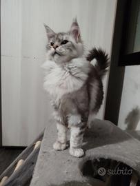 Ultima cucciola black silver shaded line