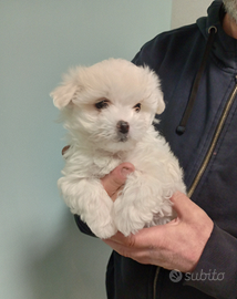 Cucciolo maltese