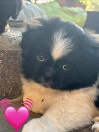 Cucciole Femmine di Tibetan Spaniel