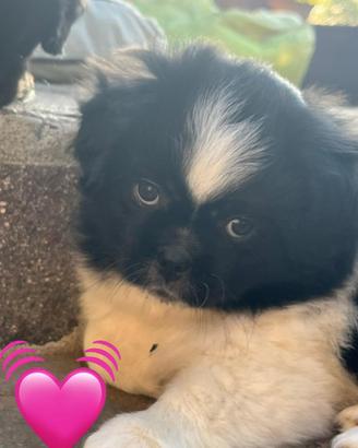 Cucciole Femmine di Tibetan Spaniel
