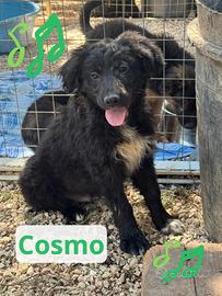 Cosmo