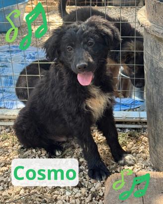 Cosmo