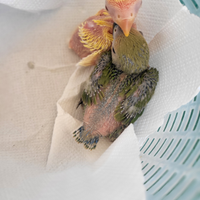 Pulli di inseparabili