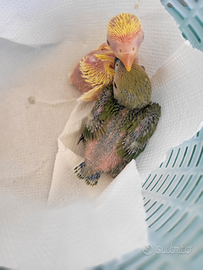 Pulli di inseparabili