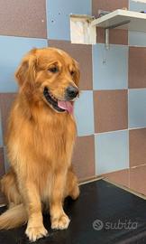 Golden retriever PER MONTA