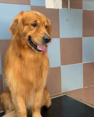Golden retriever PER MONTA