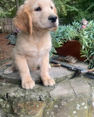 Golden retriever