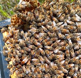 Api regine ligustiche