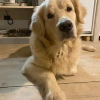 Maschio Angloamericano per cucciolata