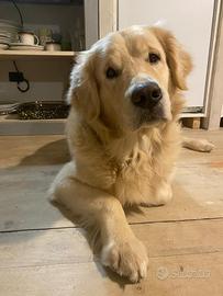 Maschio Angloamericano per cucciolata