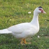 Anatra muta femmina