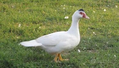 Anatra muta femmina