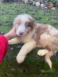 Pastori Australiani cuccioli
