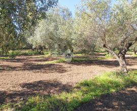 TER. AGRICOLO A ISOLA DI CAPO RIZZUTO