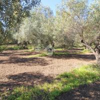 TER. AGRICOLO A ISOLA DI CAPO RIZZUTO