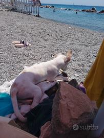 Cucciolo di Meticcio taglia piccola