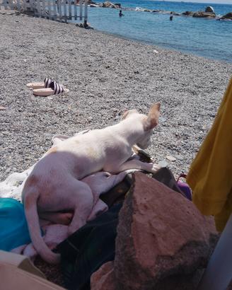 Cucciolo di Meticcio taglia piccola