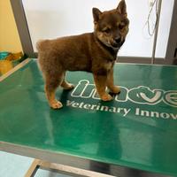 Meravigliosi cuccioli Shiba