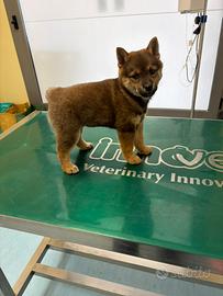 Meravigliosi cuccioli Shiba