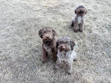 Lagotti da fun ,ghi e tar-tufi