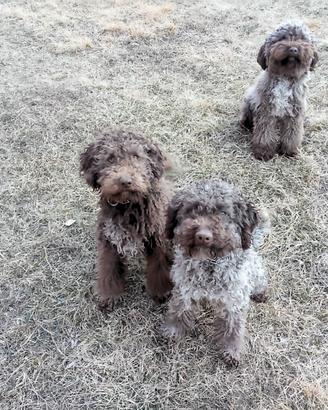 Lagotti da fun ,ghi e tar-tufi