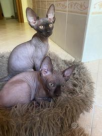 Sphynx canadese