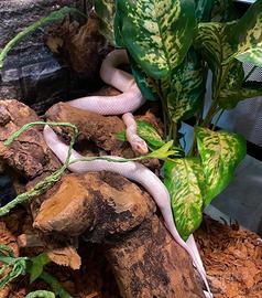 Serpente del grano albino snow + Teca