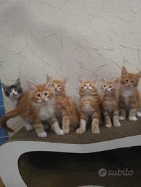 Maine Coon rossi tabby