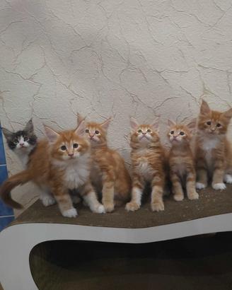 Maine Coon rossi tabby