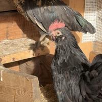 Coppia galline Nanà brasiliana