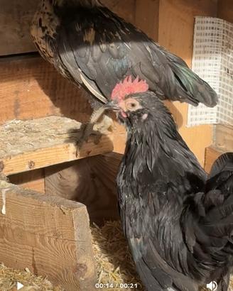 Coppia galline Nanà brasiliana