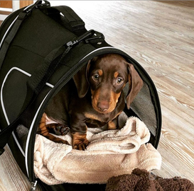 Bassotti nani cuccioli 3 mesi