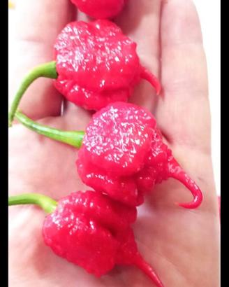 Carolina Reaper Red, White- 7Pot, Trinidad....,