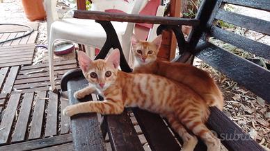 gattini tre mesi buoni e socievoli