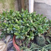 Talee albero di giada