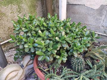 Talee albero di giada