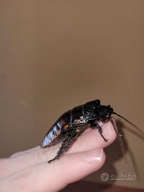 Blatte soffianti ( Gromphadorhina portent) ×10